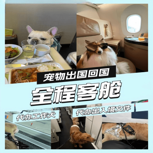 玉树州宠物托运到白俄罗斯宠物入境规定和要求